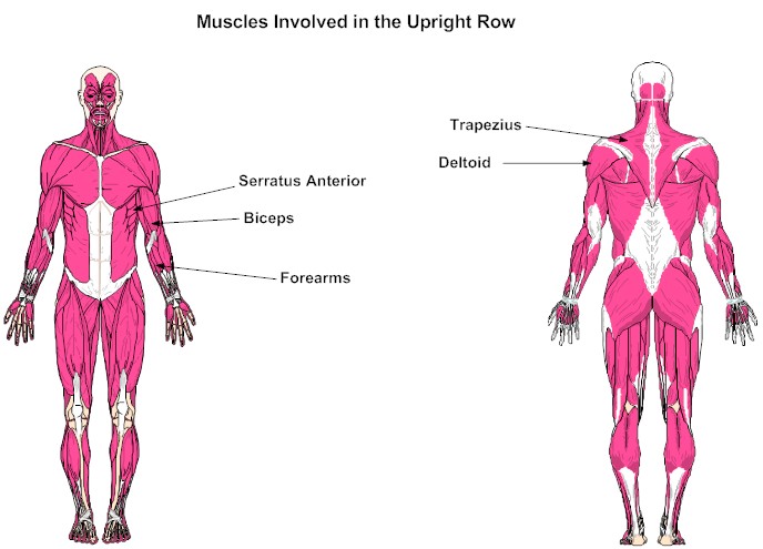 Muscles Involved in the Upright Row